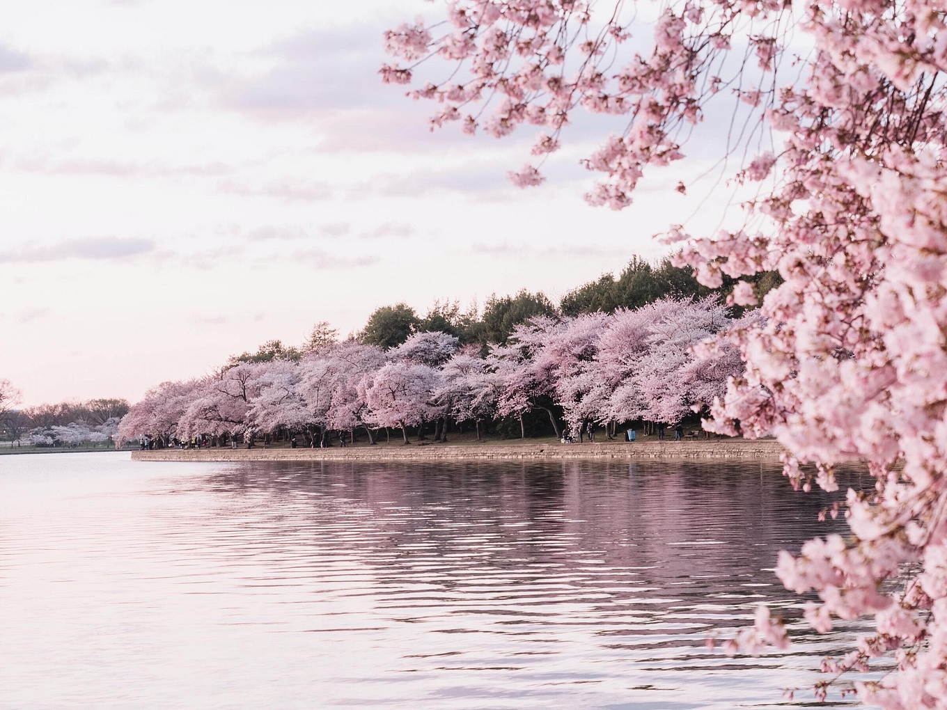 Pink Flowers